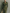 Women's Army Green Cotton Blended Maxi Dress MDA2281I8T