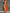 Casual Fashion Strapless Orange And Off-White Contrast Cotton-Linen Jumpsuit