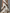 Women's Casual White And Brown Striped Chiffon Strapless Sleeveless Maxi Dress MDZ2046E1LXY