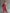 Women's Washed Coral Denim Utility Overalls Jumpsuit