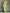 Women's Lemon Yellow Cotton And Linen Blend Maxi Shirt Dress With Tie Waist & Half Sleeves MDZ2884A4T