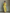 Women's Lemon Yellow Cotton And Linen Blend Maxi Shirt Dress With Tie Waist & Half Sleeves MDZ2884A4T