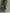 Women's Army Green Cotton Blended Maxi Dress MDA2281I8T