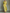 Women's Lemon Yellow Cotton And Linen Blend Maxi Shirt Dress With Tie Waist & Half Sleeves MDZ2884A4T