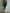 Elegant Green Velvet Long Sleeve Lace Midi Dress