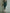Elegant Green Velvet Long Sleeve Lace Midi Dress
