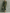 Women's Army Green Cotton Blended Maxi Dress MDA2281I8T