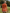 Vibrant Lace-trimmed Orange Hooded Sweatshirt And Shorts Set