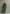 Women's Army Green Cotton Blended Maxi Dress MDA2281I8T