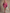 Elegant Retro Sporty Lace Trim And Ruffled Hem Rose Pink Cotton Hooded Style Mini Dress