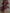 Elegant And Fashionable Burgundy Chiffon Snakeskin Pattern Ruffled Long-Sleeved Maxi Dress