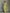 Women's Lemon Yellow Cotton And Linen Blend Maxi Shirt Dress With Tie Waist & Half Sleeves MDZ2884A4T