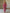 Casual Loose Rose Red Chiffon Leopard Print Long-Sleeved Jumpsuit