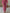 Casual Loose Rose Red Chiffon Leopard Print Long-Sleeved Jumpsuit