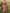Retro Western Lapel Zipper Long Sleeve Tassel Midi Dress